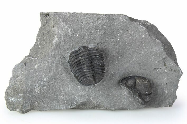 Eldredgeops (Phacops) Trilobite Fossil - New York #255732